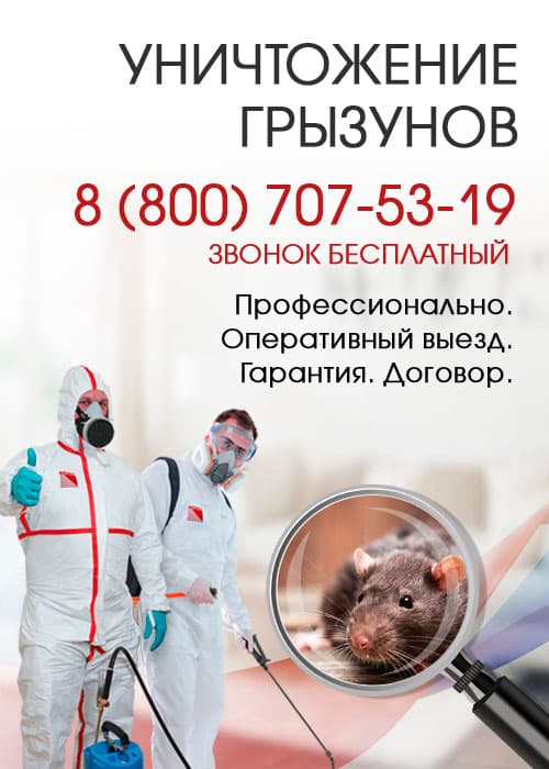 Уничтожение крыс в Красногорске