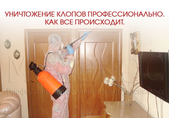 Уничтожение клопов профессионально в Красногорске