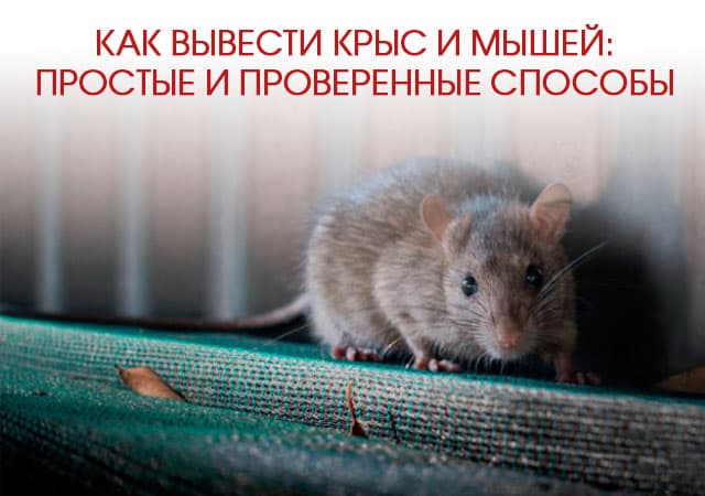 Как вывести крыс и мышей в Красногорске: простые и проверенные способы