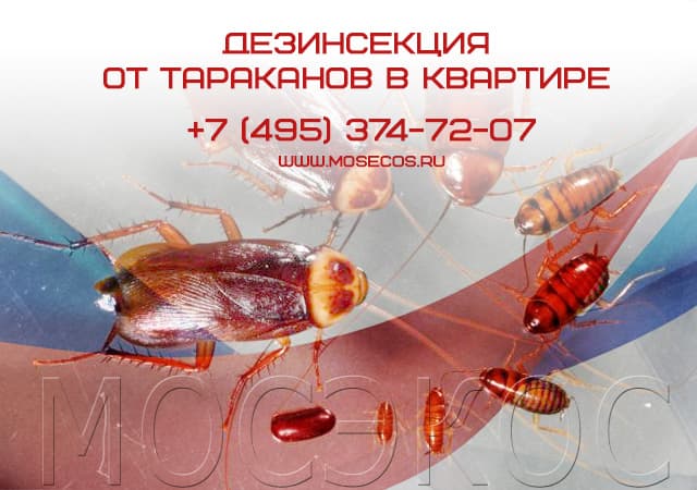 Дезинсекция от тараканов в квартире в Красногорске