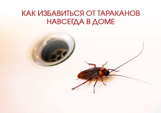 Как избавиться от тараканов в доме в Красногорске