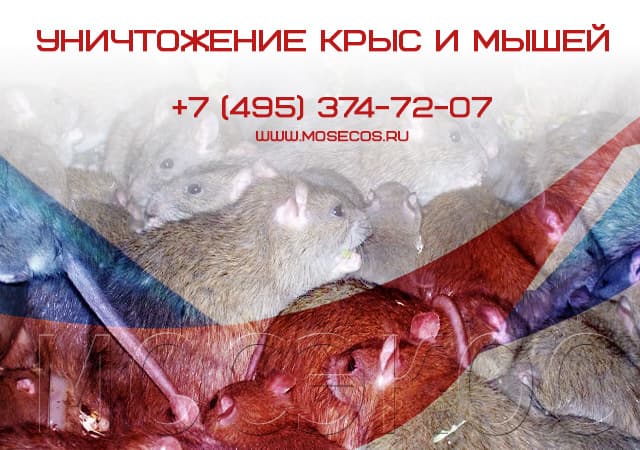 Уничтожение крыс и мышей в Красногорске