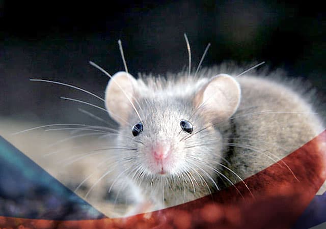 Уничтожение мышей в Красногорске