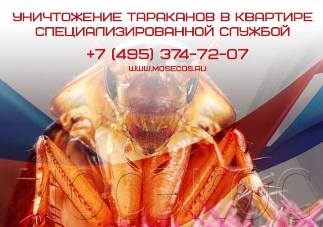 Уничтожение тараканов специализированной службой в Красногорске